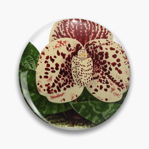 Item preview, Cypripedium Godefroya Var. Maria Paphiopedium Godefroyae.tif designed and sold by SkyeAndOxford.