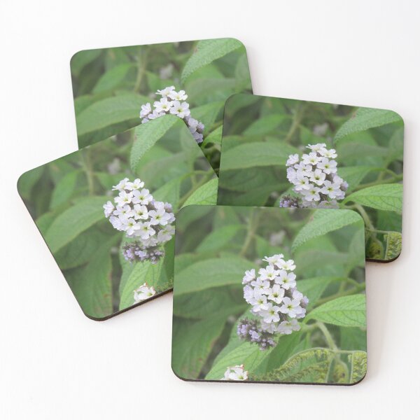 Item preview, White heliotrope designed and sold by greentiger1.