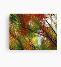 pine brush Canvas Print
