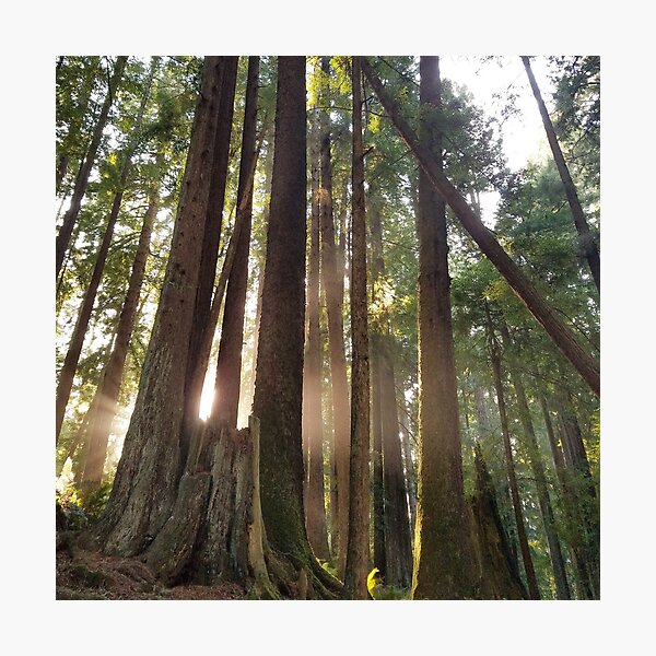 Item preview, Redwood Tree Cathedral designed and sold by Johnmichaelart.