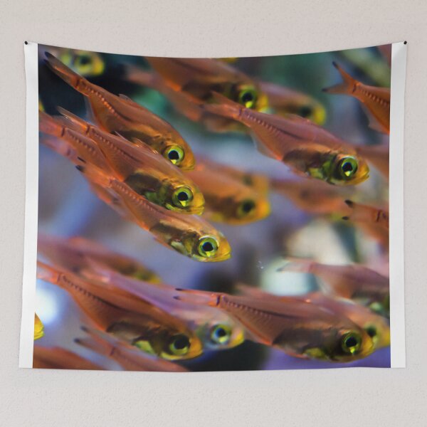 Item preview, photo of a small orange transparent fish that swim as group in a clear aquarium designed and sold by Artsy Boulevard.
