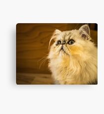 Grumpy Cat is Grumpy Canvas Print