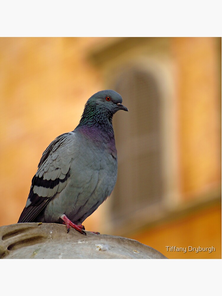 Posing Pigeon by Tiffany