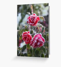 Frosted Roses Greeting Card