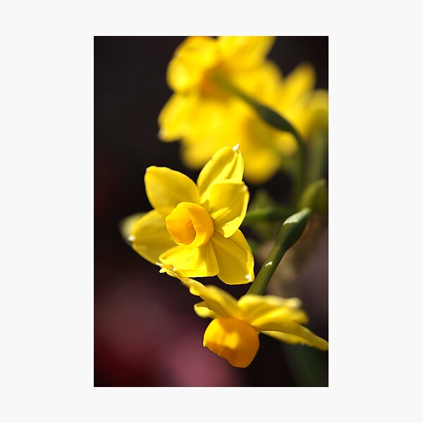 Jonquils Gifts & Merchandise for Sale Redbubble