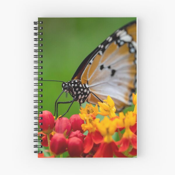 Item preview, Macro shot of  Plain tiger or African monarch butterfly (Danaus chrysippus) in yellow and red flower habitat background. Beautiful Butterfly Portrait Backround designed and sold by Artsy Boulevard.