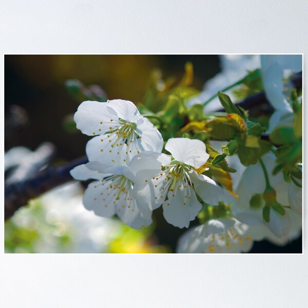 Amazing Nature collection: apple tree flowers Poster