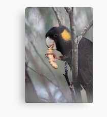Black Cockatoo Metal Print