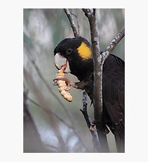 Black Cockatoo Photographic Print