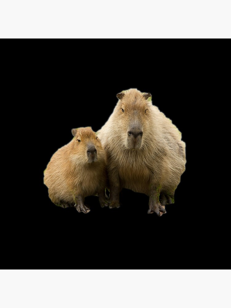 capybara3_4family_3yuさん3-25-17 - solarienergiasolar.com