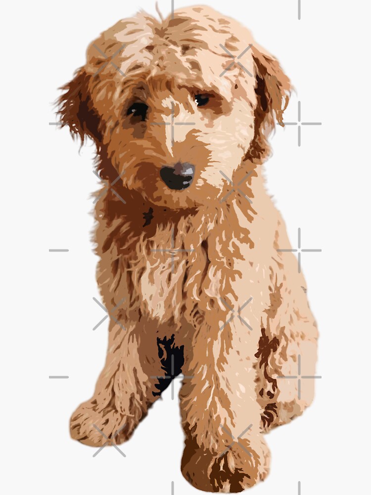 Labradoodle Puppy