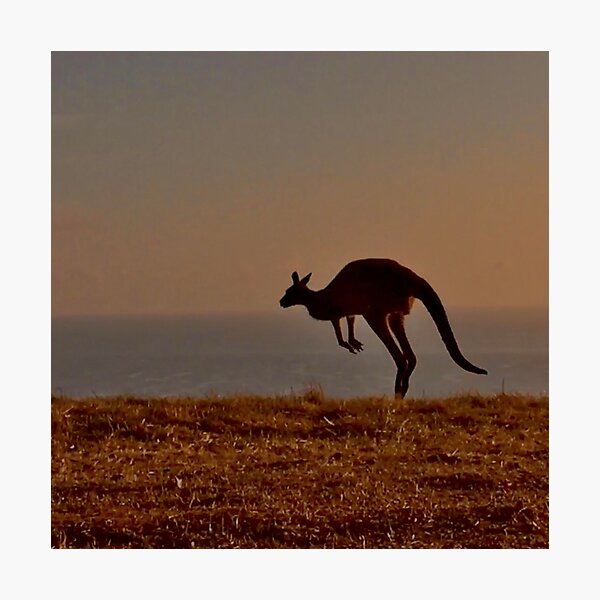 Item preview, Wild jumping kangaroo in nature during sunrise designed and sold by LeroStyle.