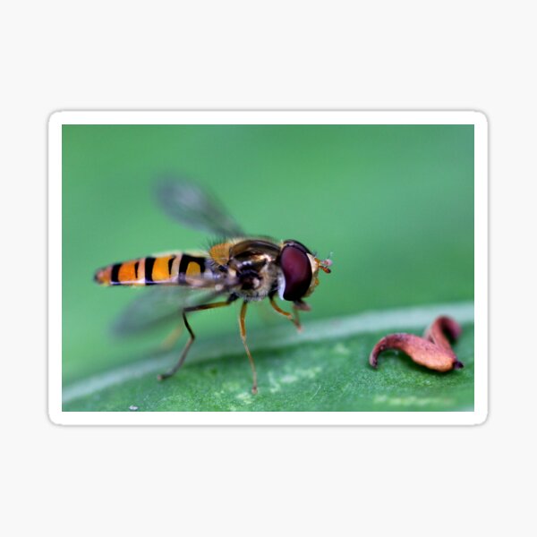 Bug hunt 1 Sticker