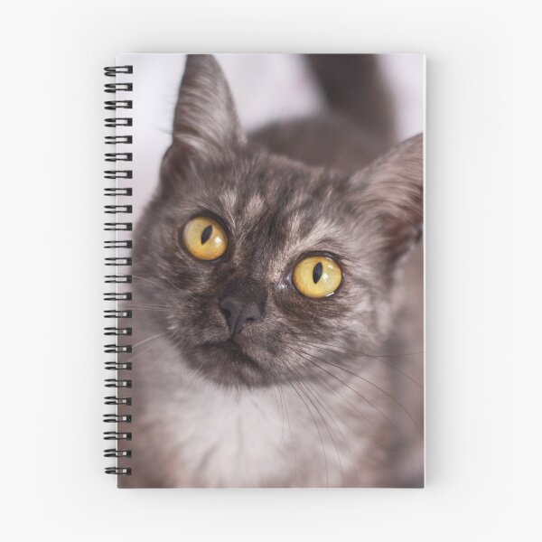 Artikelvorschau, Smokey Katze schaut auf entworfen und verkauft von Pokofoto.