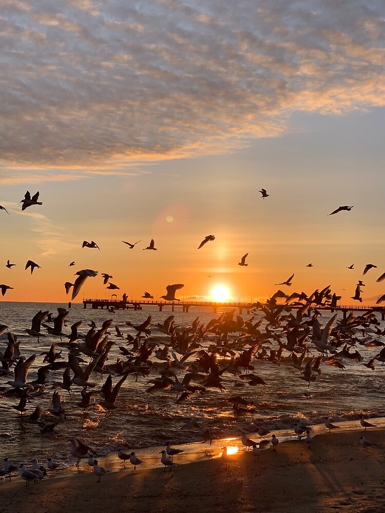 Vogel-Aufgang, Usedom von leanderwattig
