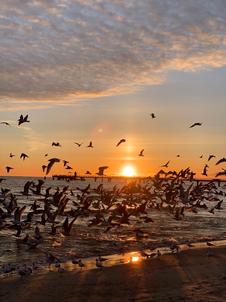 Vogel-Aufgang, Usedom von leanderwattig