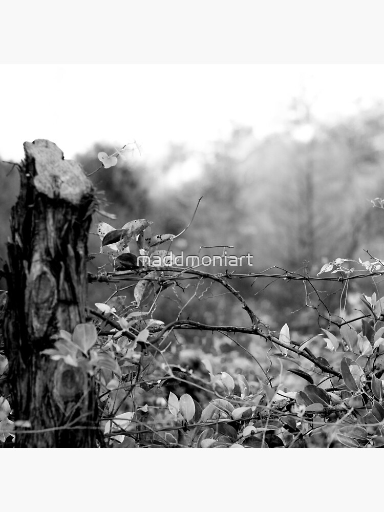 Country Road by maddmoniart