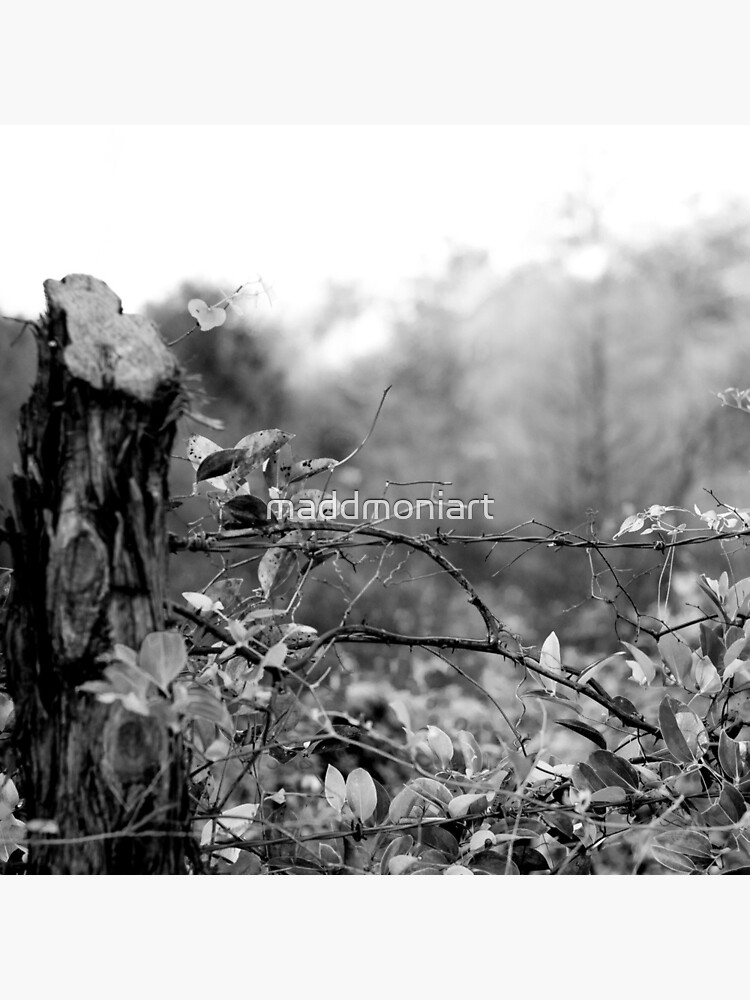 Country Road by maddmoniart