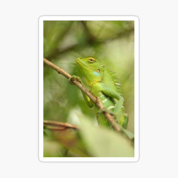 Green Chameleon on the Branch Sticker