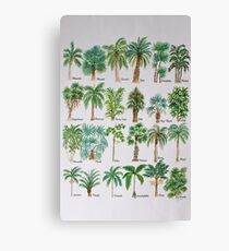Palm tree watercolor alphabet Canvas Print
