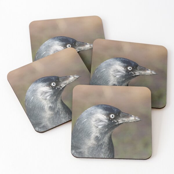 Item preview, Grajilla con plumas blancas designed and sold by GreyFeatherPhot.