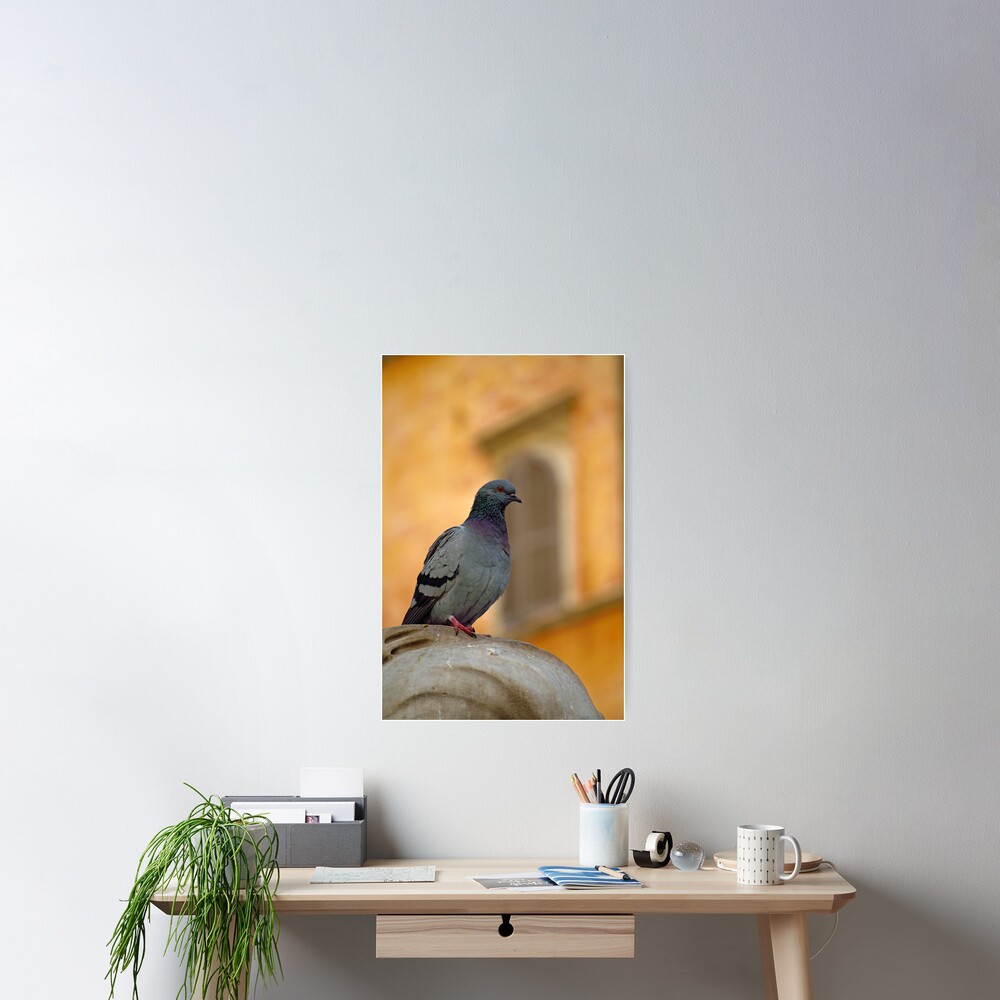 Posing Pigeon Poster
