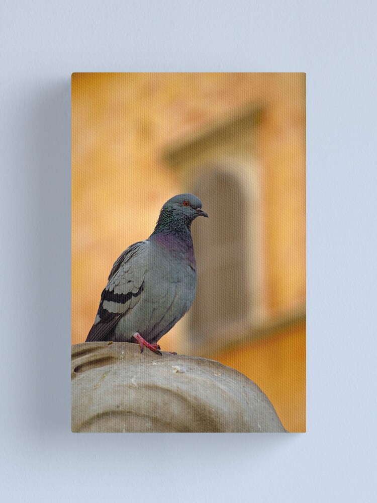 Alternate view of Posing Pigeon Canvas Print