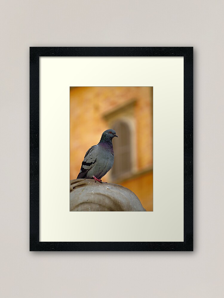 Alternate view of Posing Pigeon Framed Art Print