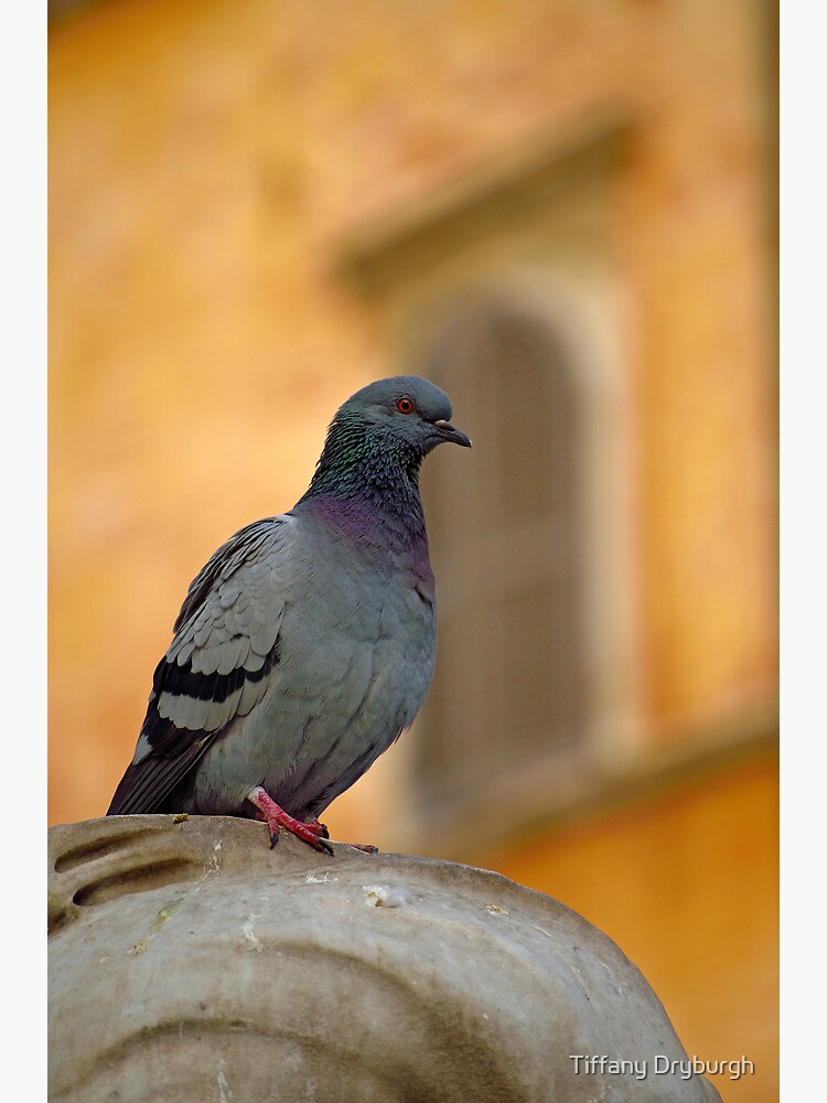 Posing Pigeon by Tiffany