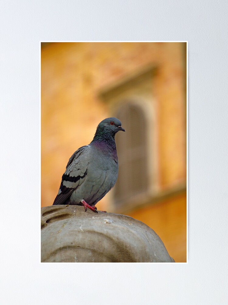 Alternate view of Posing Pigeon Poster