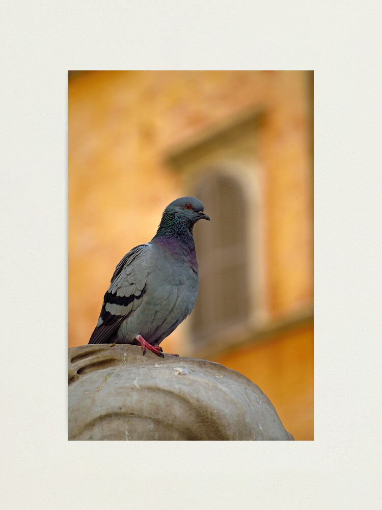Alternate view of Posing Pigeon Photographic Print