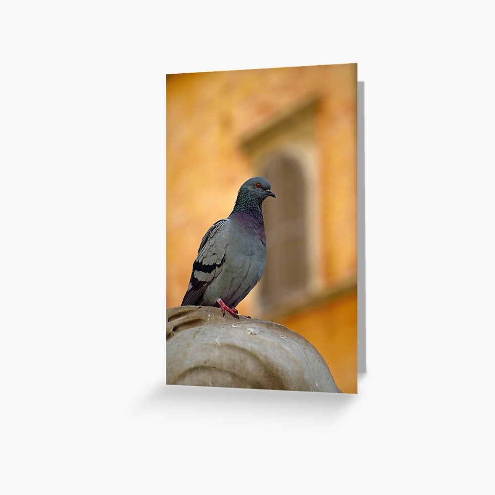 Posing Pigeon Greeting Card