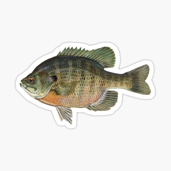 Panfish Merch & Gifts for Sale