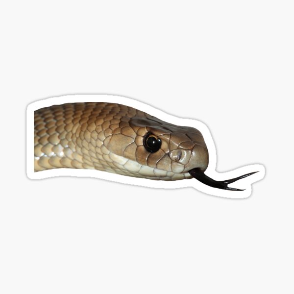 Item preview, D is for Dugite Snake Sticky designed and sold by AmazingBubble.