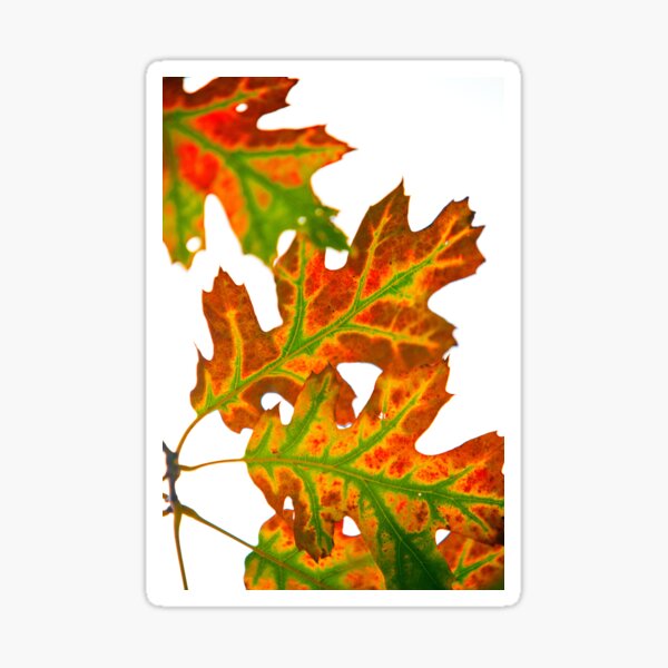 Item preview, Autumn colour designed and sold by OwlOccasions.