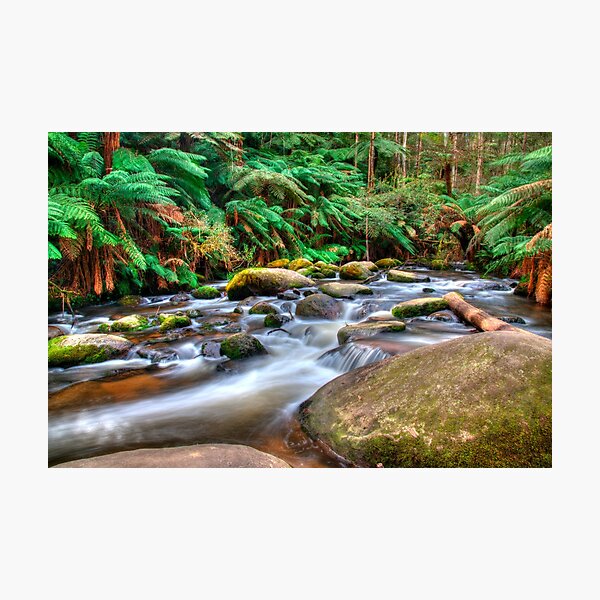 Item preview, Toorongo River, Noojee Victoria designed and sold by Scott Harty.