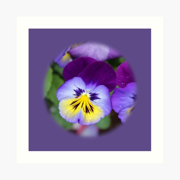 Lámina artística «Pansy Flowers Viola Pattern» de mkozll | Redbubble