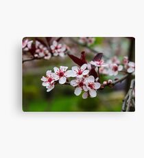 Flowers Canvas Print