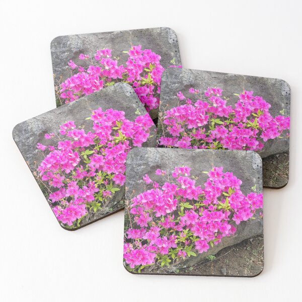 Item preview, Azalea flowers in bloom with rocks, Jeju Island  in  Korea. designed and sold by human8891.