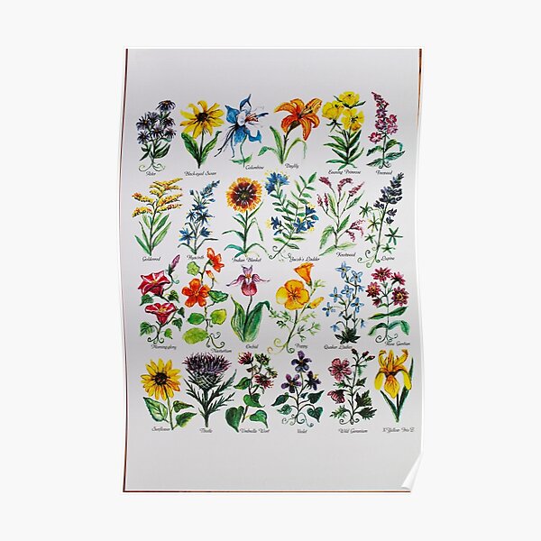 Wildflower Alphabet Poster