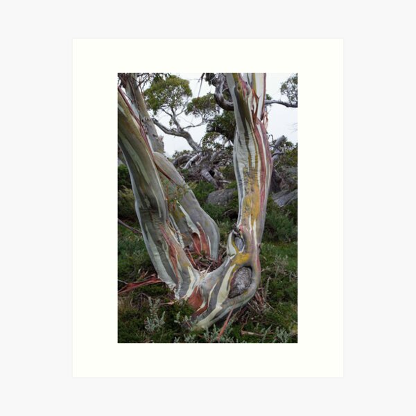 Item preview, Snow Gum Detail designed and sold by sapics.