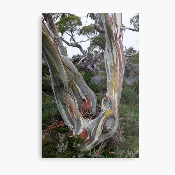 Item preview, Snow Gum Detail designed and sold by sapics.