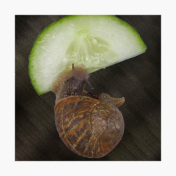 Item preview, Feast fit for a Snail designed and sold by Sandra Willis.