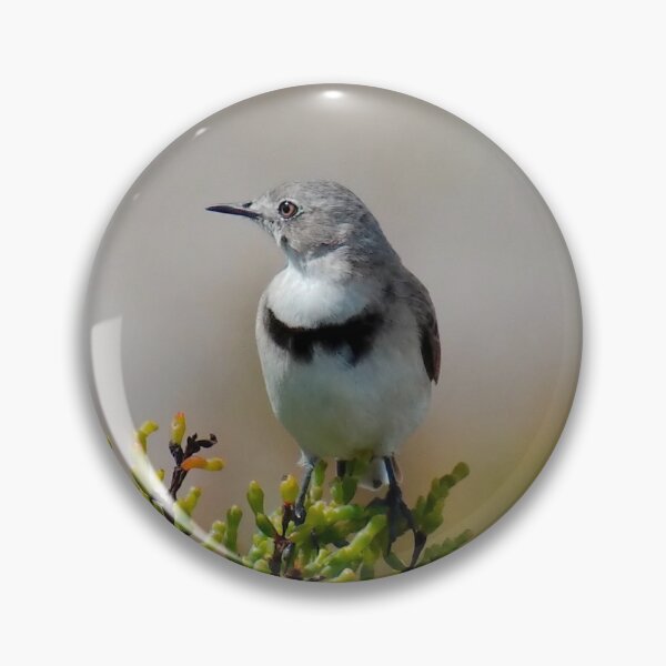 CHAT ~ White-fronted Chat DJI3MM6EW4H by David Irwin 060819 Pin