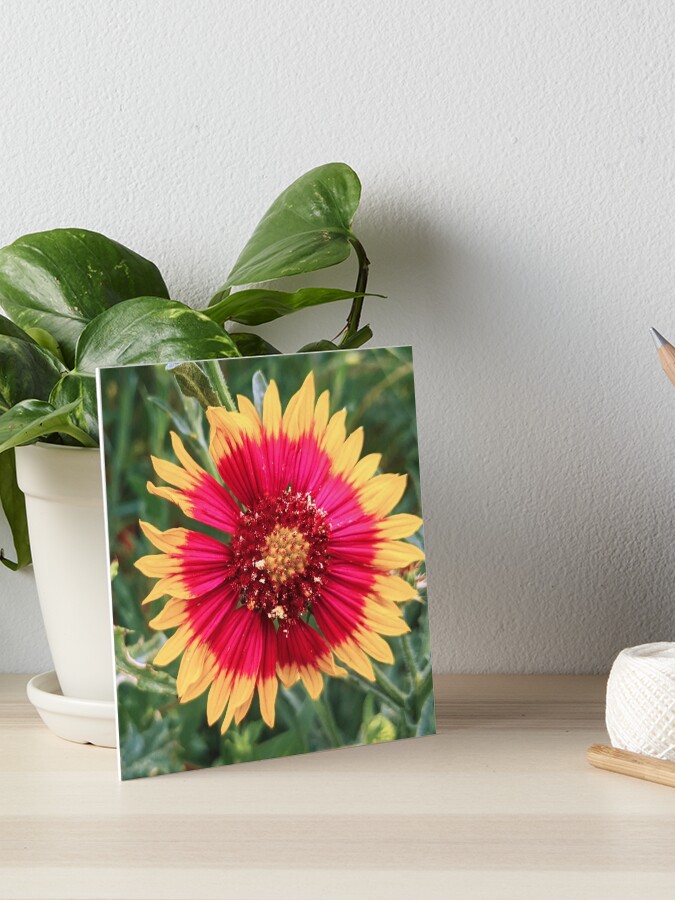 Rose Ring Blanket Flower Floral Vintage Romantic 70s Art Board Print