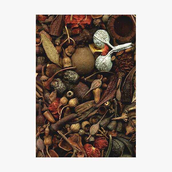 Aussie Nuts n Pods Photographic Print