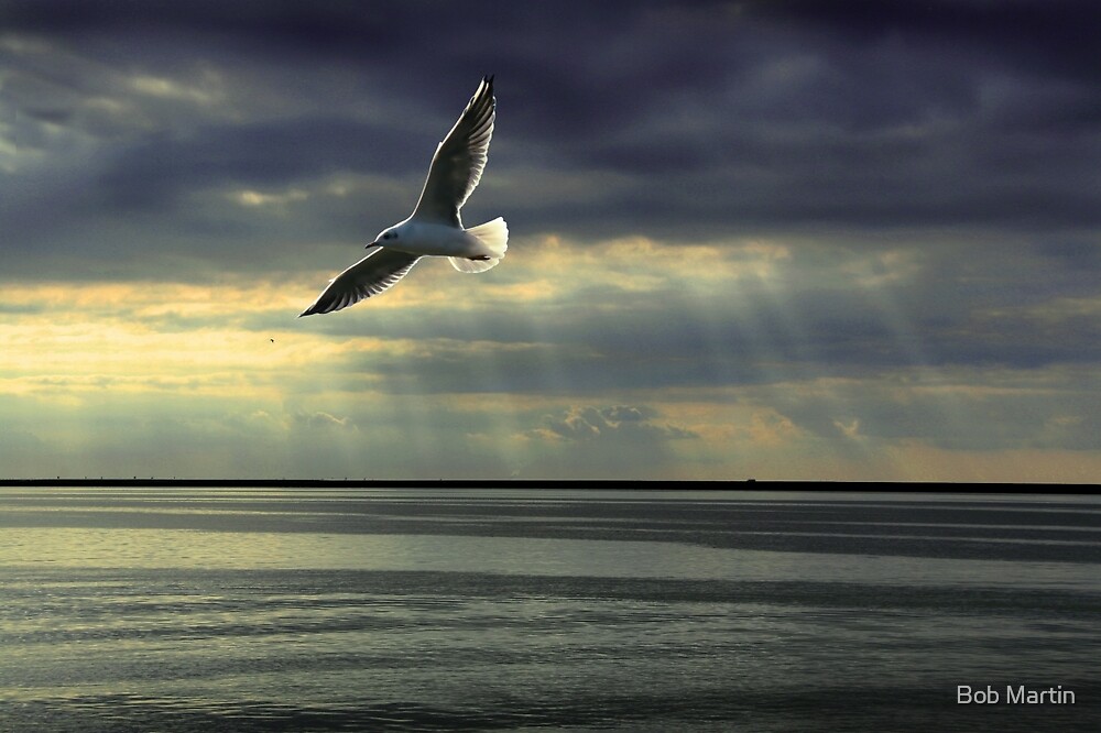 "Jonathan Livingston Seagull " by Bob Martin  Redbubble