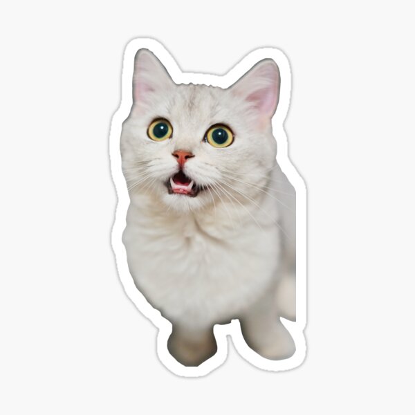 Shocked Cat Kitten Meme pfp Profile Picture Funny's Code & Price - RblxTrade