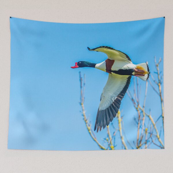 Item preview, Shelduck in flight designed and sold by Dalyndigital Photography.