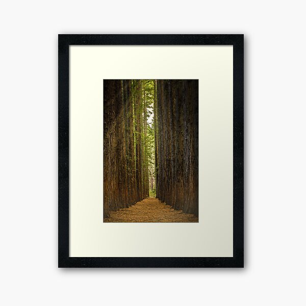 Item preview, Redwood Forest, Warburton, Victoria designed and sold by Scott Harty.